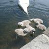 Cute New Cygnets At Prospect Park Lake!